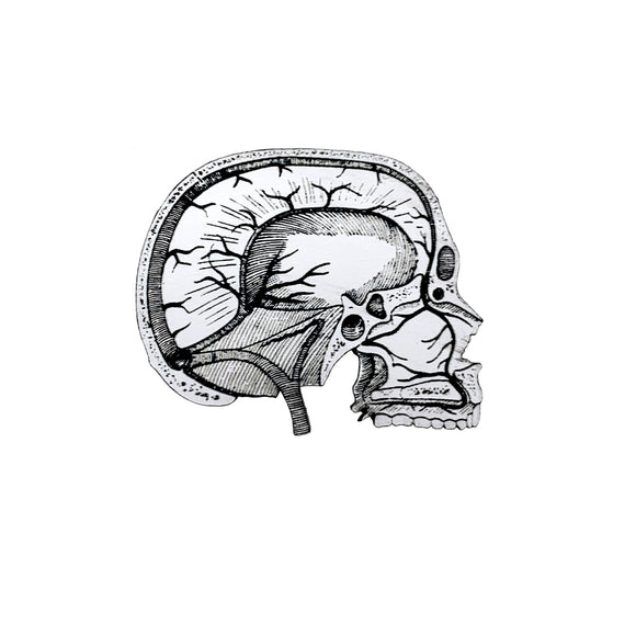 Vertical Section of the Brain and Skull Pin